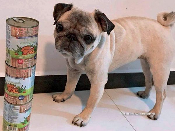 Dog and corona virus