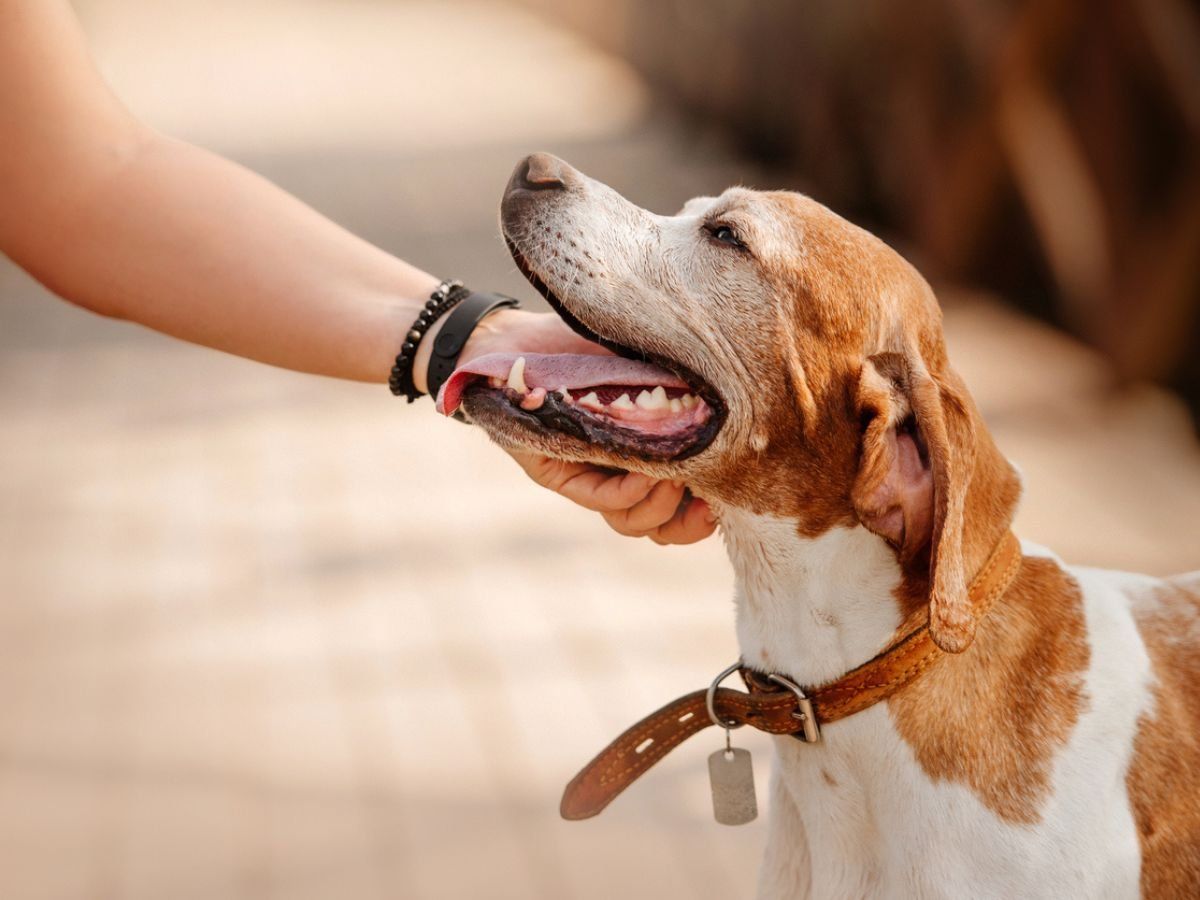 Pet Dog Guidelines: घर में पालतू कुत्ता है तो इन बातों का रखें खास ध्यान, लापरवाही करने पर लगेगा भारी जुर्माना