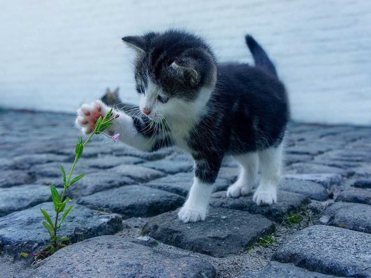 Coronavirus and Pets क्या इंसानों की तरह आपके ...
