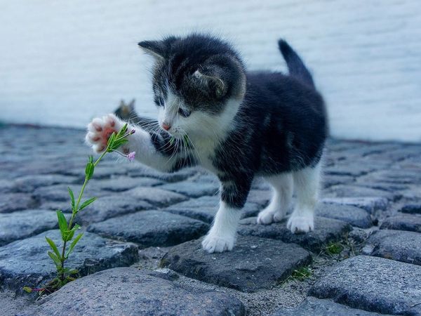 pets and coronavirus