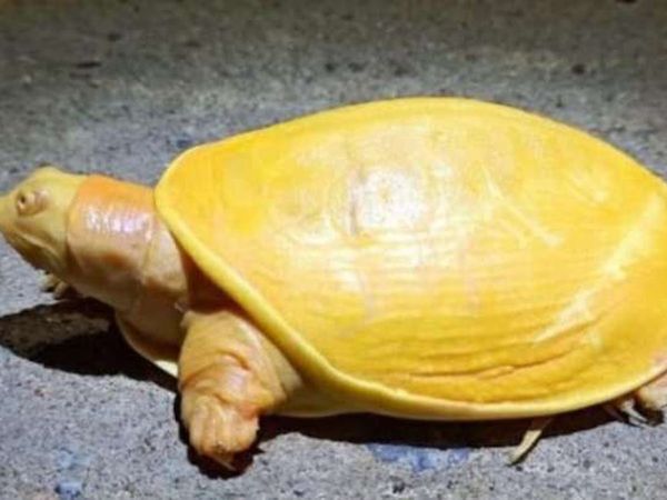 Rare yellow turtle rescued in Odisha's Balasore