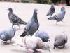  Pigeons Death: अफगानिस्तान में 1000 कबूतरों की भूख से मौत