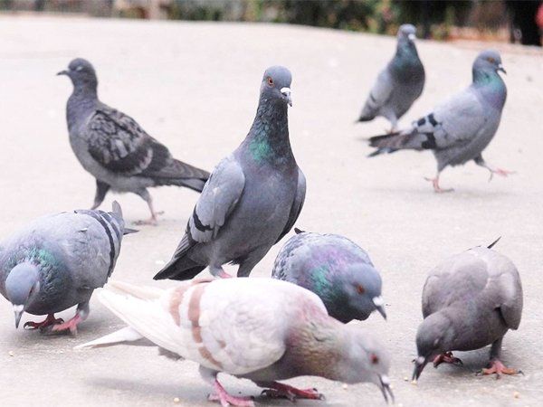 pigeons starved to death in Afghanistan
