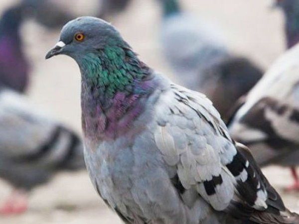 Bareilly police call crane for Pigeon who caught in Chinese manjha and do its rescue watch video