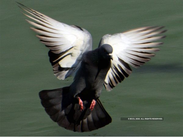 120 साल पहले जर्मन सैनिक ने कबूतर से भेजा था संदेश, अब मिला डिस्‍पैच, हर कोई हैरान