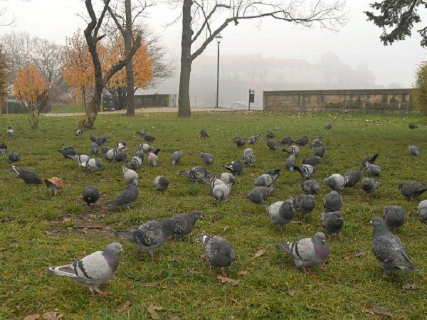 pigeons
