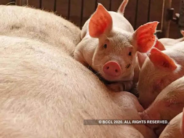 Assam BJP gives reply to Abdul Khaleque says nobody worships pig 