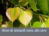 Peepal Tree Benefit
