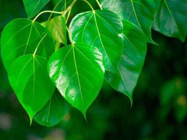 peepal tree ke fayde peepal tree amazing health benefits of Leaves Ficus religiosa in hindi