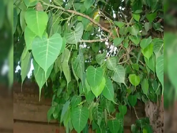 maharashtra, husband, wife, worship of peepal