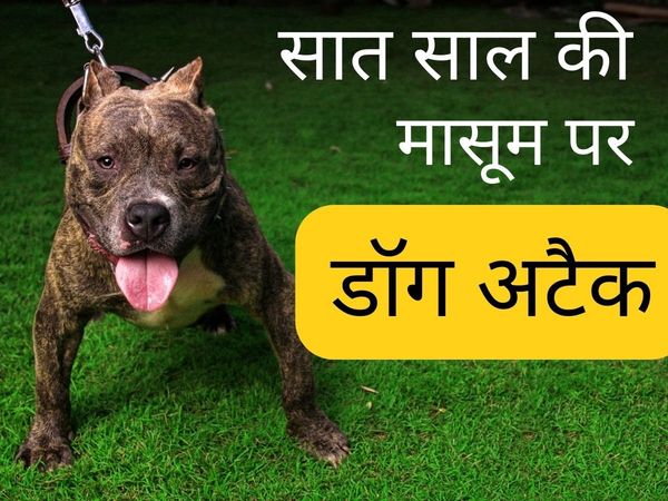  Jaipur Dog Bite Case  