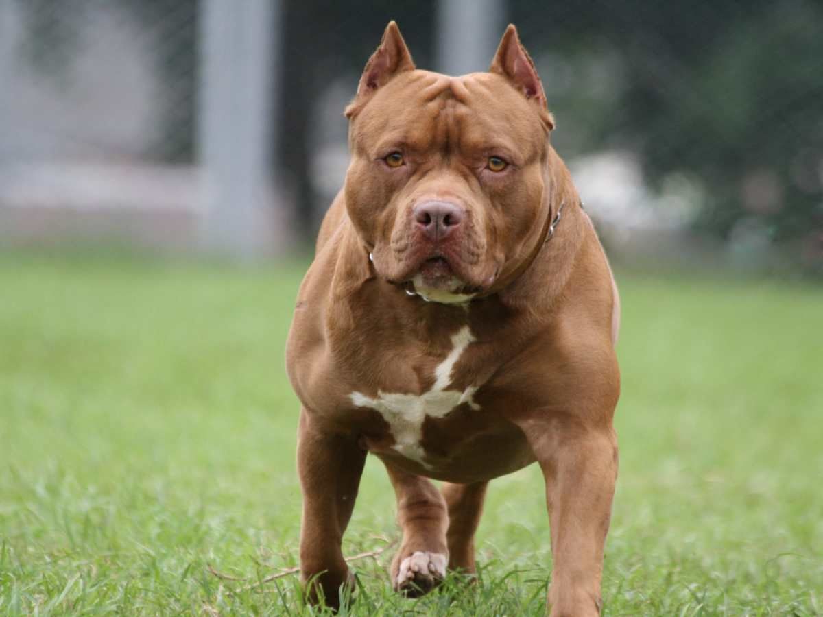 Pitbull: लखनऊ के बाद अब गुरदासपुर में पिटबुल का अटैक, 13 साल के बच्चे का नोच डाला कान