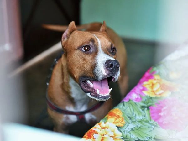 dog attack, Pit Bull, Lucknow, nagar nigam lucknow