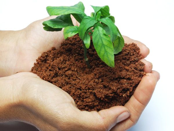 plantation in ghaziabad