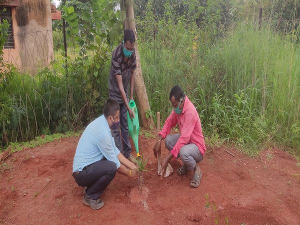 planting of medicinal plants in lucknow