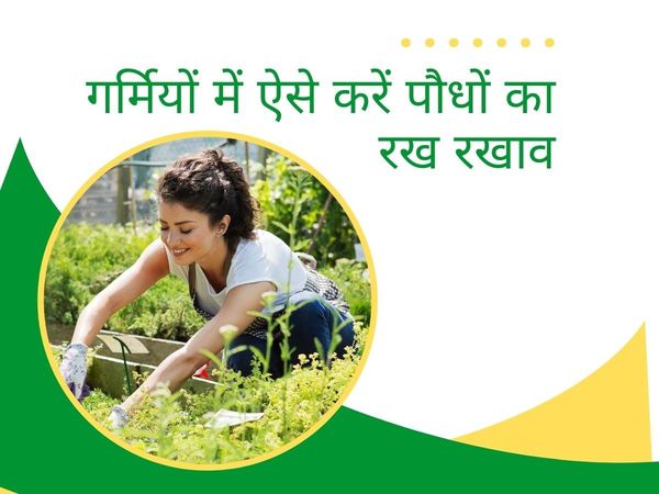 plant take care, Gardening Tips, Gardening , home Gardening Tips, Plants Care In Summer, Home Plants Care Tips, Plants Care,