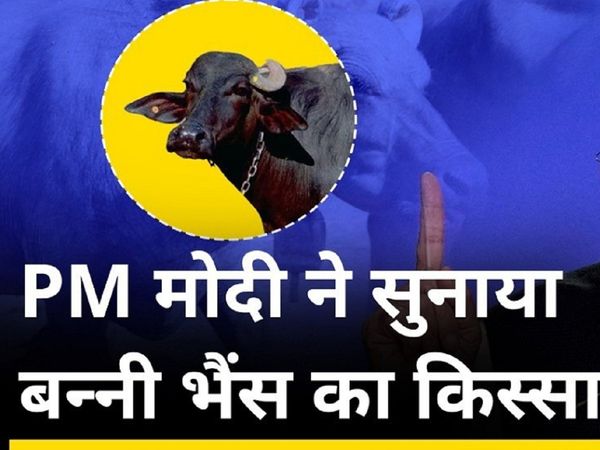 Not only Banni These breed fo buffaloes are also awesome