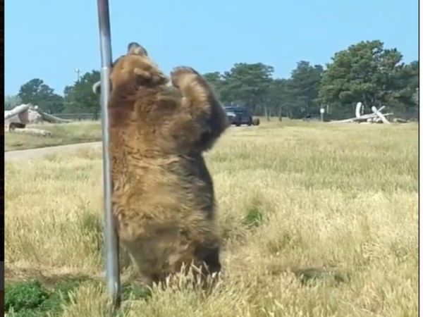 Dance Viral Video Bear Pole Dance Funny Viral Video in Hindi