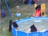 Bear video Bear cubs enjoy pool party heart touching viral video in hindi