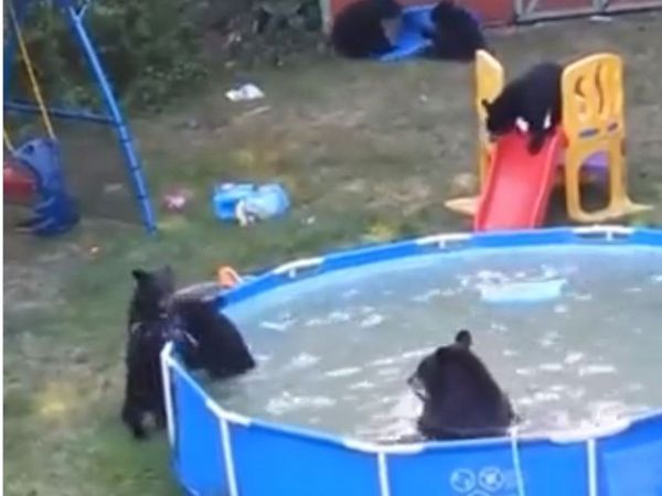 Bear video Bear cubs enjoy pool party heart touching viral video in hindi
