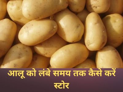 Potatoes Potatoes