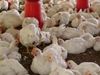 Bird Flu outbreak brings down chicken sales by 40% across India