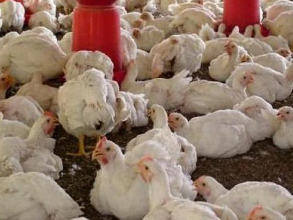 Bird Flu outbreak brings down chicken sales by 40% across India