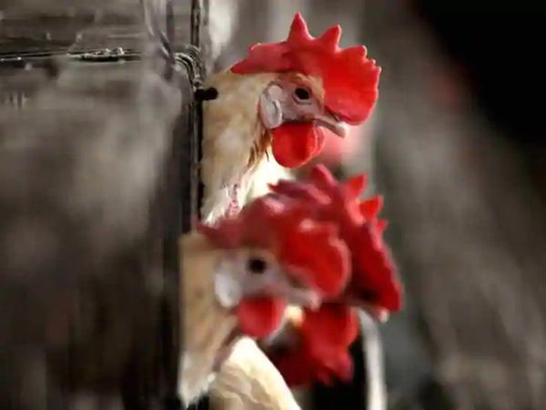  Bird flu confirmed in Delhi, All samples tested positive for avian flu
