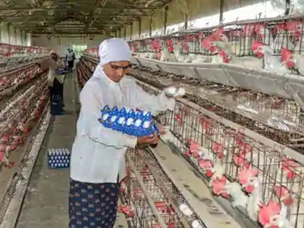 secretary of animal husbandry says Don’t panic, bird flu is common in winter 
