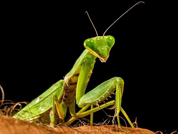 Pakistan news: टिड्डों से भी डर गया पाकिस्‍तान और करना पड़ा राष्‍ट्रीय आपदा का ऐलान