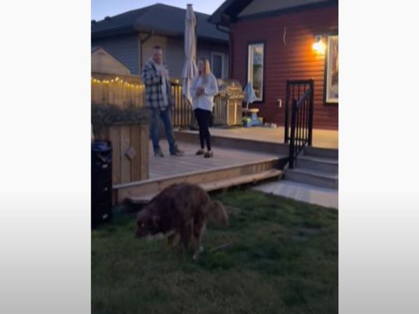 Viral Video: अलग अंदाज में गर्लफ्रेंड को कर रहा था प्रपोज, लेकिन कुत्ते ने लूट लिया सारा महफिल