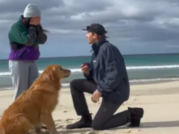 Man Propose Girlfriend But Dog Reaction Goes Viral On Social Media