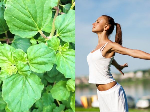 benefits of punarnava 