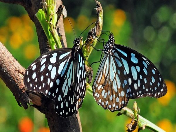 Species of butterflies of the forest coming to Pune city