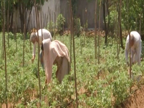 Pune Agriculture News