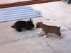 Puppy imitating bunny heart touching video goes viral on social media