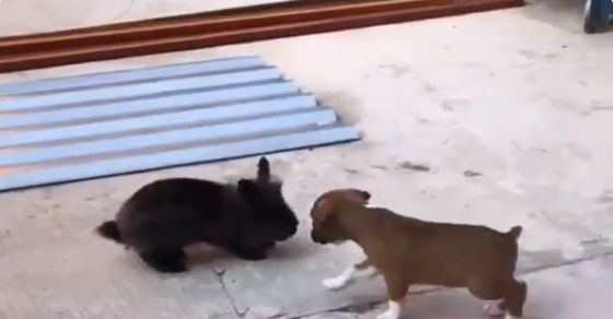 Viral Video: Puppy imitating bunny heart touching video goes viral on social media