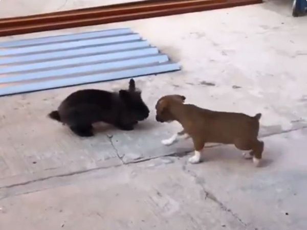 Puppy imitating bunny heart touching video goes viral on social media
