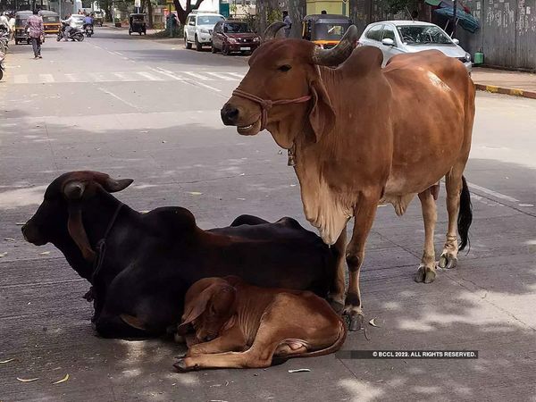 Chhattisgarh government will buy cow urine (Gau mutra) from July 28, will make pesticides, preparations will be completed