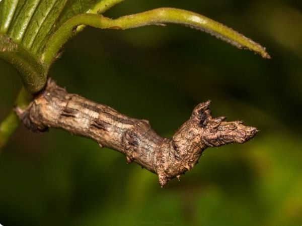 Viral Photo Can You Find caterpillar in Today Google trends Viral Photo