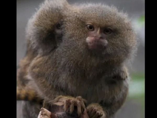 Eastern pygym marmosets