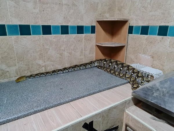 Snake swallows pet cat:वो खोज रही थी अपनी पालतू बिल्ली, पता चला अजगर ने बना लिया अपना निवाला