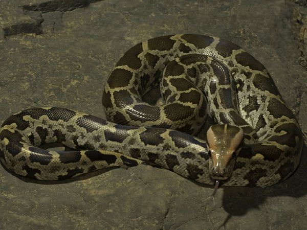 टॉयलेट में बैठते ही उछल पड़ा शख्‍स, अजगर ने प्राइवेट पार्ट में डसा, पड़ोसी का कारनामा पड़ा भारी (साभार : iStock)