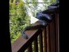 Snake Video Four Giant Python Spotted in Balcony in Australia Watch Video