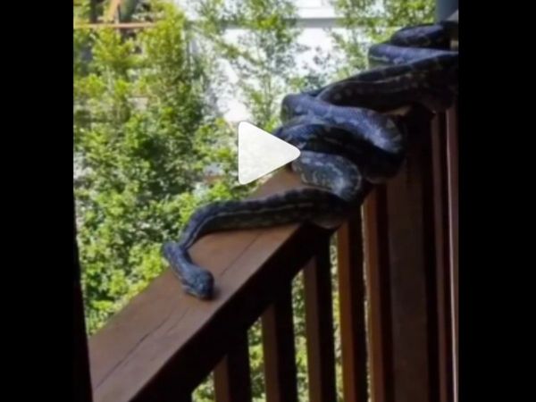Snake Video Four Giant Python Spotted in Balcony in Australia Watch Video