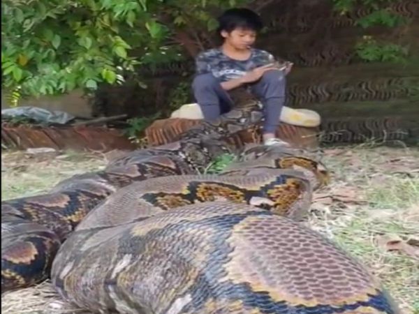 Snake Video Boy Play With Two Giant Python Shocking Video Viral