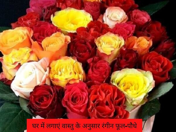 Importance of colored plants according to Vastu, वास्तु के अनुसार रंगीन पौधों का महत्व
