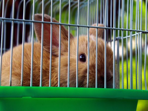 पाकिस्‍तान में मृत मिले सैकड़ों पशु, पिंजड़ों में कैद बेजुबानों ने तड़प-तड़पकर तोड़ा दम