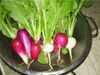 Radish