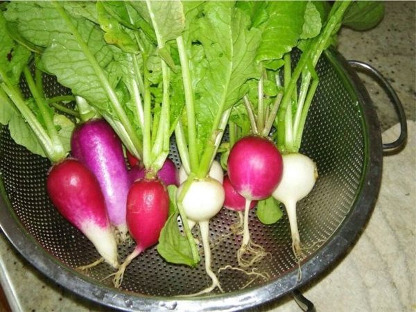 Radish